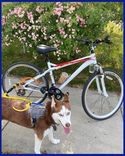 Bike Tow Leash Bike Tow Leash Quick Mount