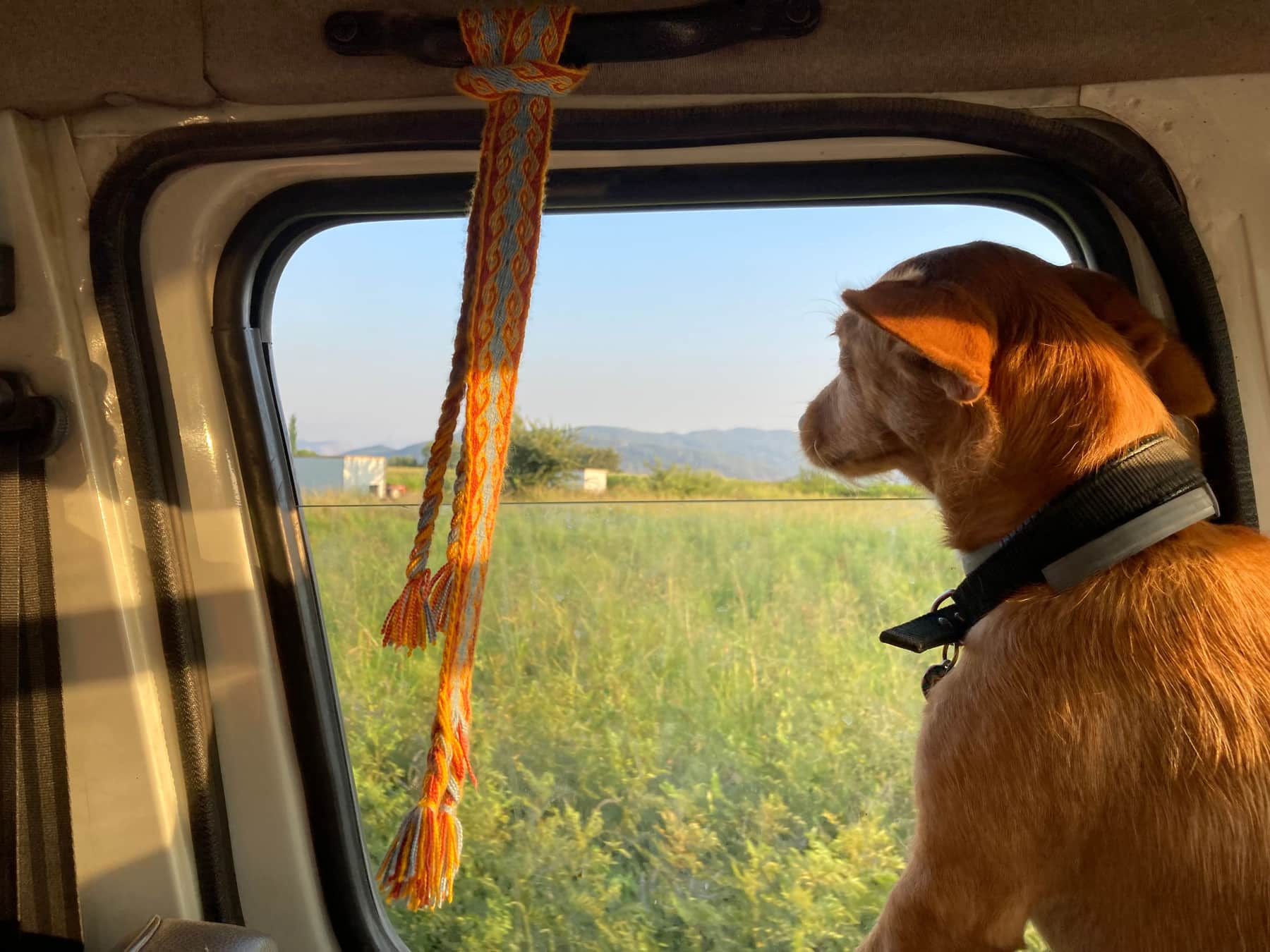A dog looking calmly out of a car window on a road trip