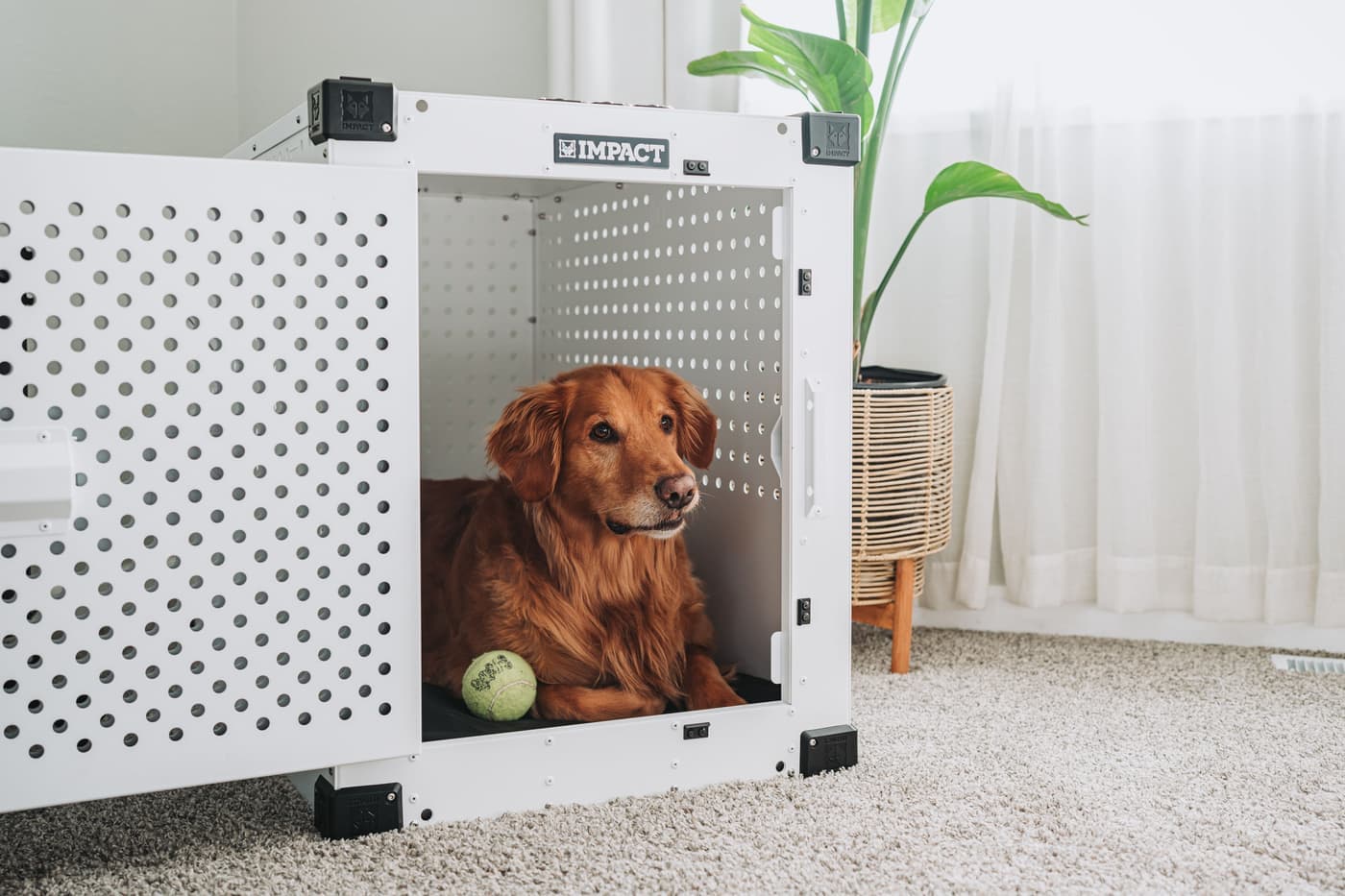 A dog relaxing at home beside its travel crate