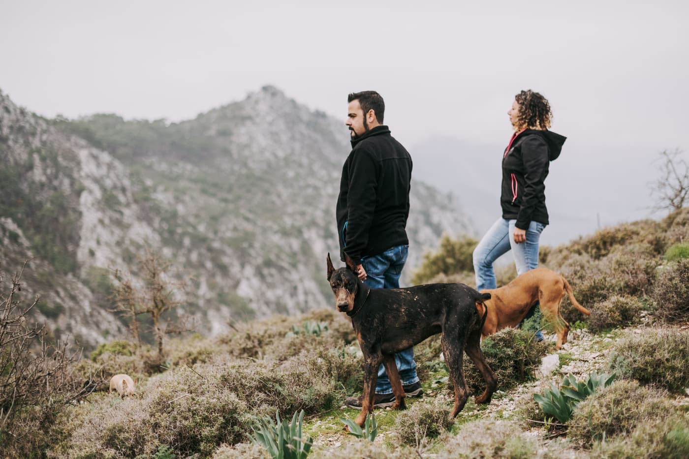 Hikers on a mountain trail with their dogs